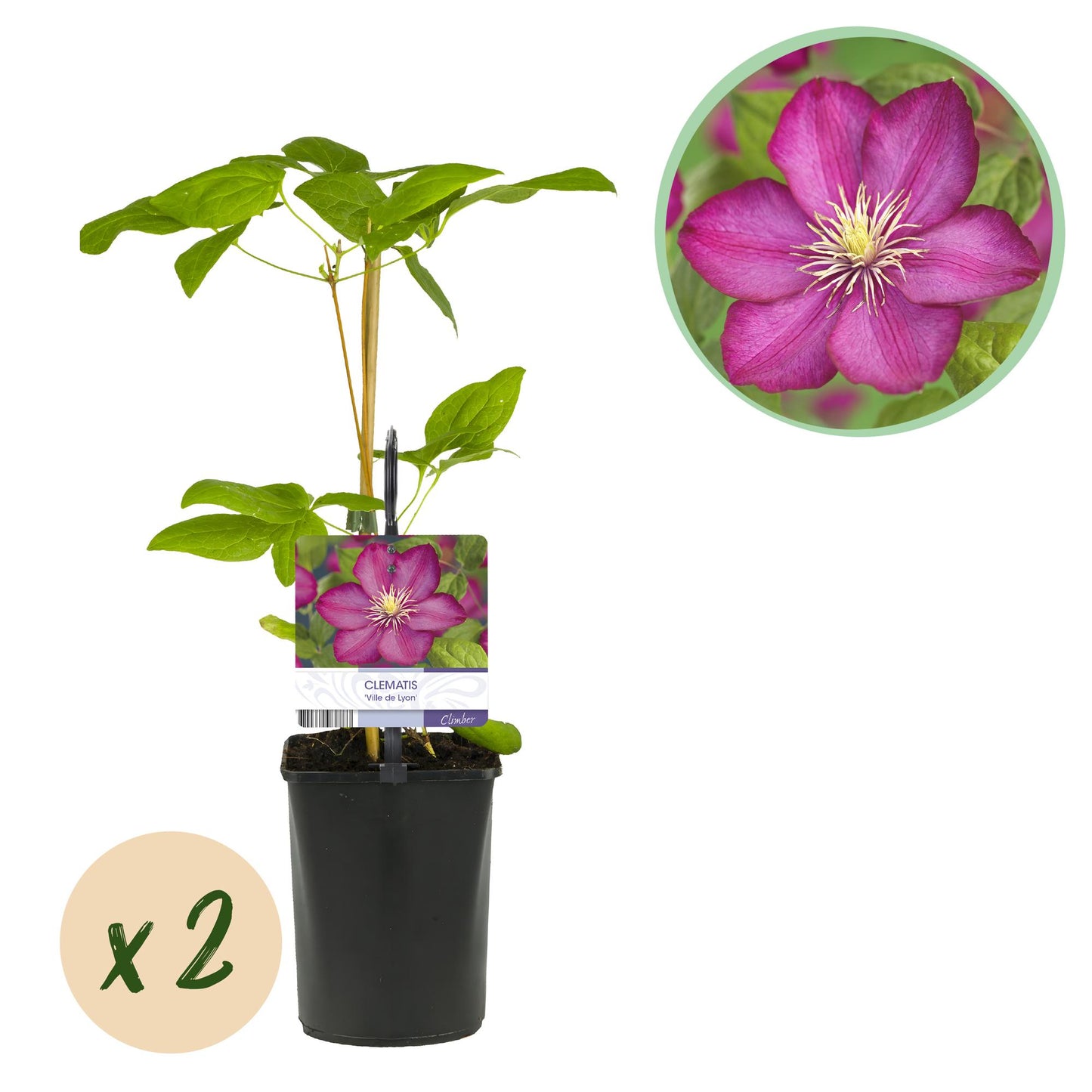 Kletterpflanze - Clematis Ville de Lyon - Blüte Rosa - Wenig Pflege - 2 Pflanzen - Topf 11cm Höhe 40cm