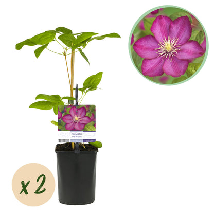 Kletterpflanze - Clematis Ville de Lyon - Blüte Rosa - Wenig Pflege - 2 Pflanzen - Topf 11cm Höhe 40cm