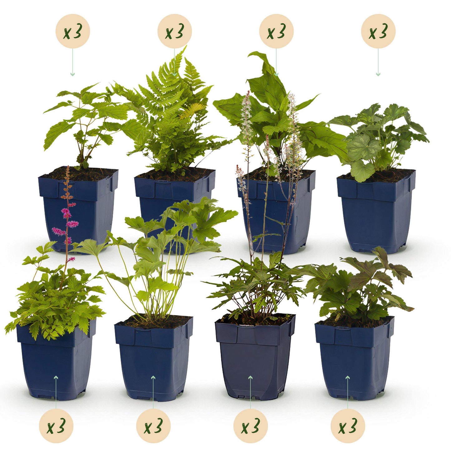 Stauden paket - Schatten - 24 Stauden - Für 3 m2 - Verschiedene Farben - Wenig Pflege - Topf 11cm