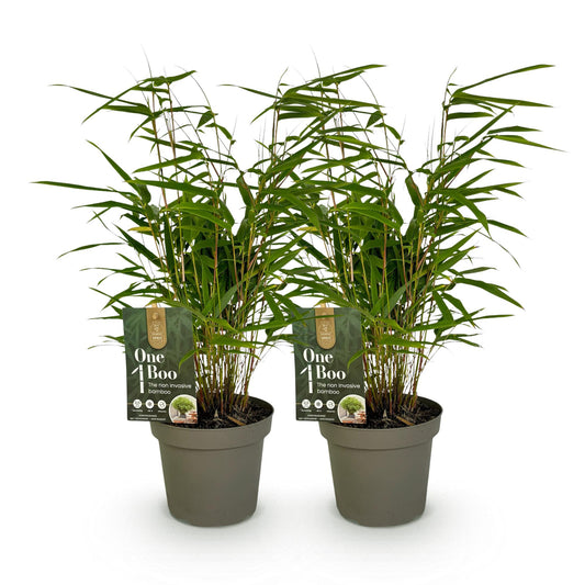 Bambus - Fargesia rufa - Grün - 2 Pflanzen - Immergrün - Wuchernd- Topf 14cm Höhe 35cm
