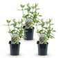 Schmetterlingsstrauch - Buddleja davidii Empire Blue - Hardy - Blue - 3 Plants - Pot 17cm - Height 45cm