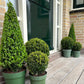 Ilex pyramide 55 cm hoog | 1x  -  Ø  21 cm