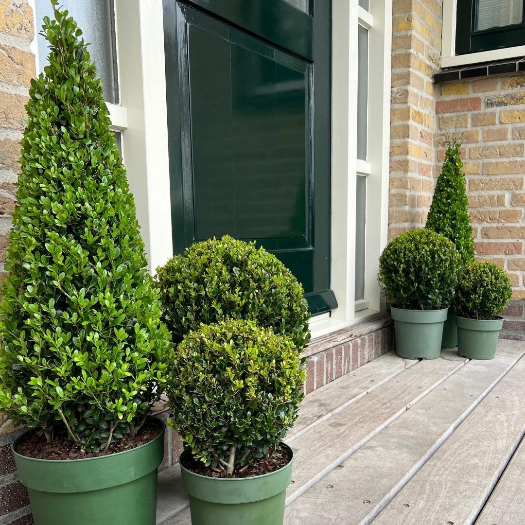 Ilex pyramide 55 cm hoog | 1x  -  Ø  21 cm