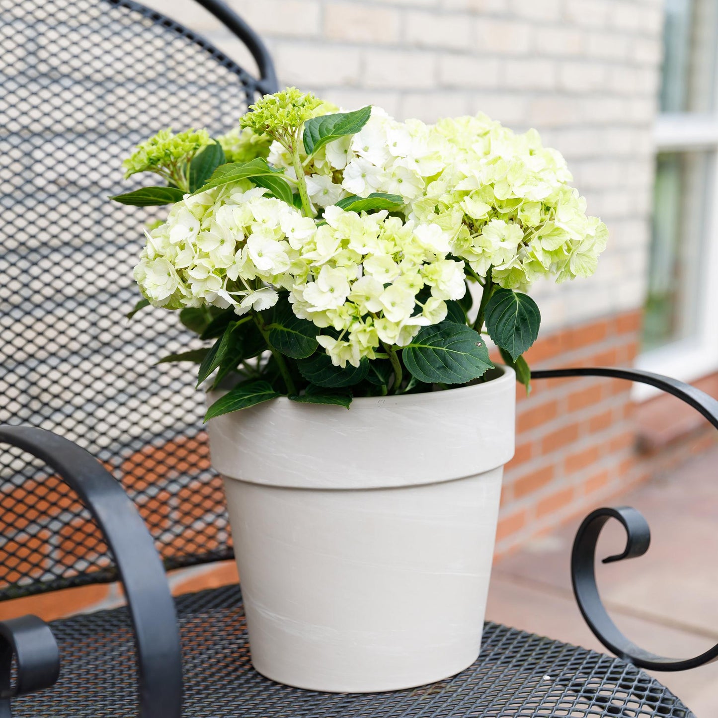 Hortensie - Hydrangea Magical Nobless - Weiß - 6-10 Blüten - Topf 23cm Höhe 55cm