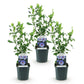 Hibiscus syriacus Oiseau Blue - Garden Hibiscus - Hardy - Blue - 3 Plants - Pot 17cm - Height 45cm