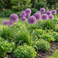 8x Allium Gladiator - Gladiator-Zierlauch - Lila - Sommerblüher - Zwiebelgröße 16/18