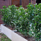 Heckenpflanzen - Prunus laurocerasus Etna - Blatt grün - 6 Pflanzen - 1 laufender Meter - immergrün - Topf 17cm Höhe 50cm
