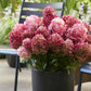 Hydrangea panniculata Living Little Rosy - Bauernhortensie - Winterhart - Rosa - 3 Pflanzen - Topf 12cm - Höhe 20-30cm