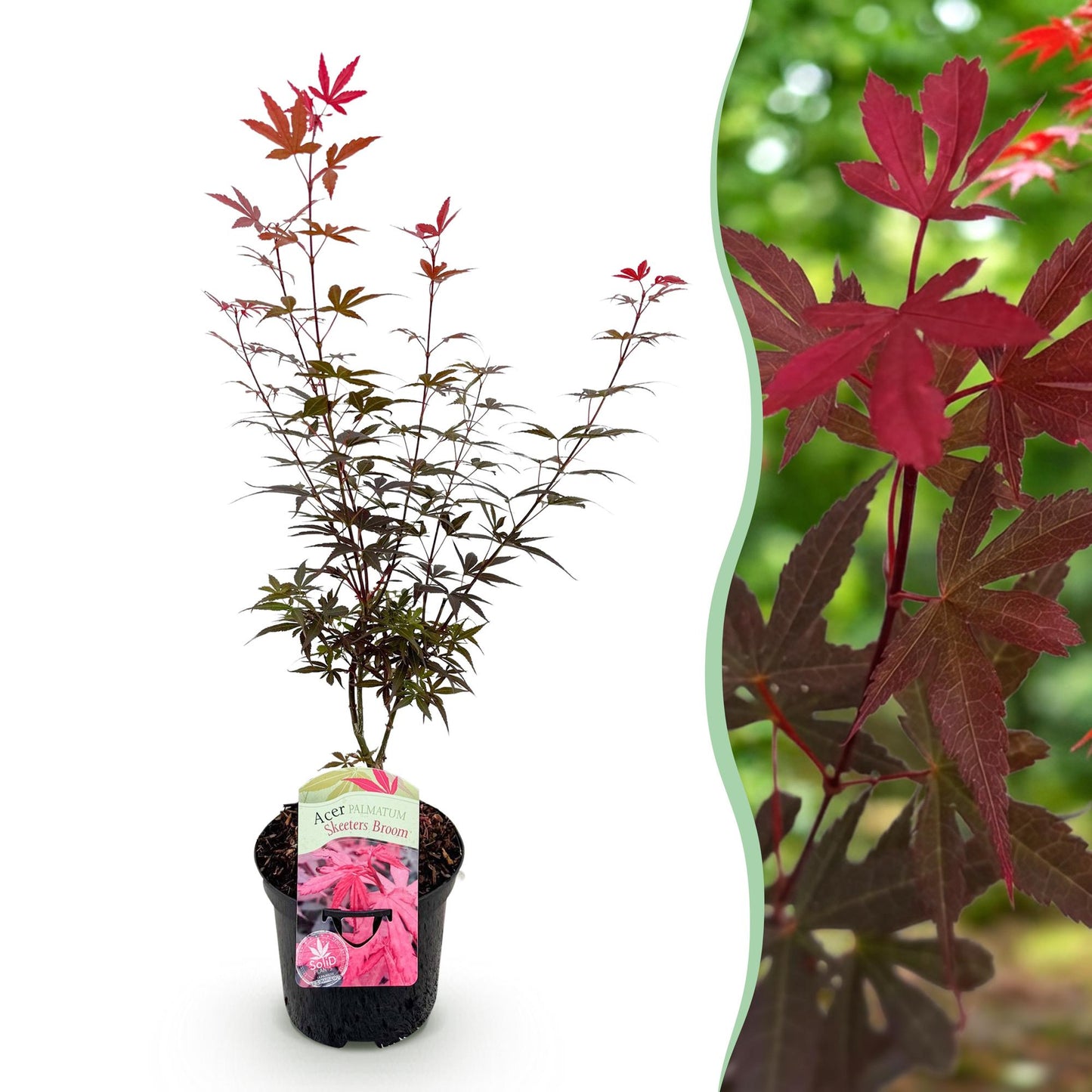 Japanischer Ahorn - Acer palmatum Skeeters Broom - Lila - 1 Pflanze - Laubabwerfend - Topf 19cm Höhe 70cm