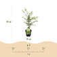 Japanischer Ahorn - Acer palmatum Emerald Lace - Grün - 2 Pflanzen - Laubabwerfend - Topf 19cm Höhe 70cm