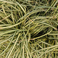 24x Carex oshim. 'Evergold'  - ↕10-25cm - Ø9cm