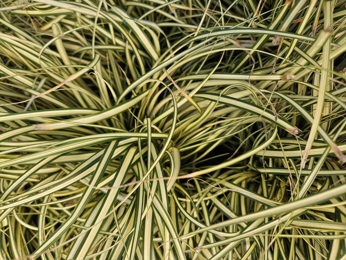 24x Carex oshim. 'Evergold'  - ↕10-25cm - Ø9cm