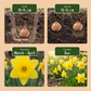 40x Narcissus Yellow - Gelbe Narzisse - Gelb - Frühlingsblüher - Zwiebelgröße 10/12