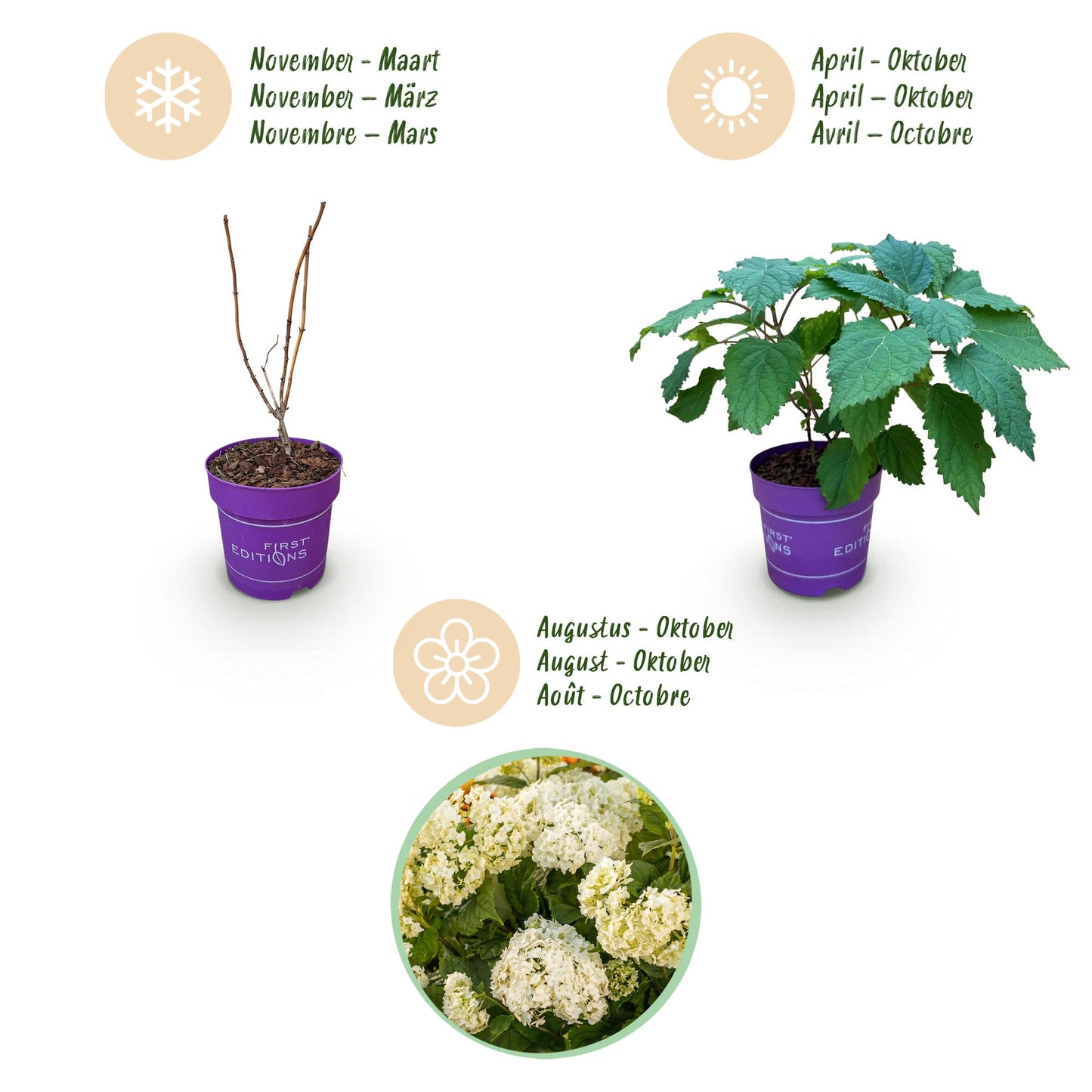 Hydrangea arborescens FlowerWOW - Hortensie - Winterhart - Weiß - 1 Pflanze - Topf 14cm - Höhe 20-30cm