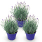 Lavandula angustifolia Hidcote - Lavendel - Winterhart - Lila - 3 Pflanzen - Topf 12cm - Höhe 15-25cm