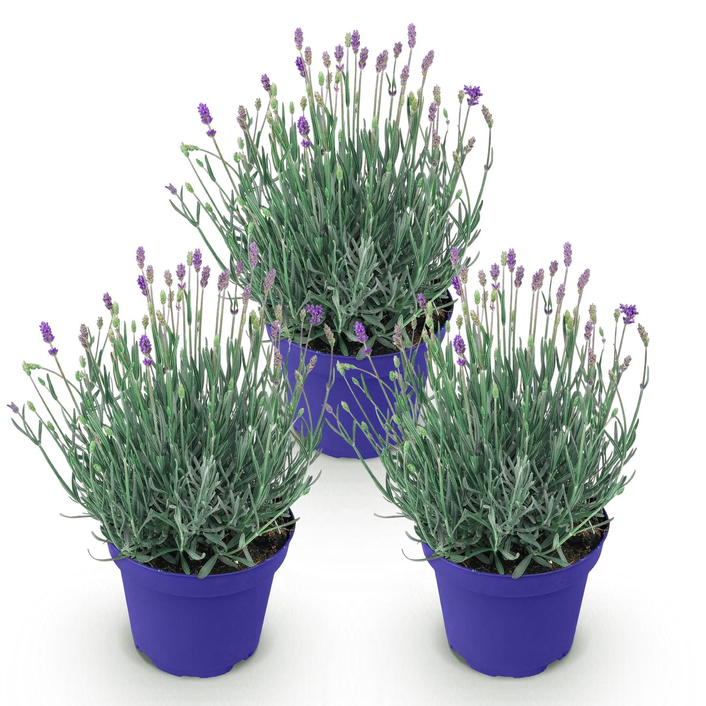 Lavandula angustifolia Hidcote - Lavendel - Winterhart - Lila - 3 Pflanzen - Topf 12cm - Höhe 15-25cm