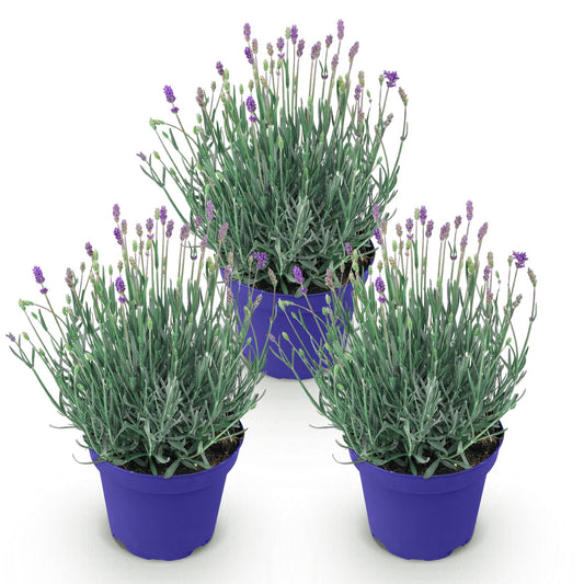 Lavandula angustifolia Hidcote - Lavendel - Winterhart - Lila - 3 Pflanzen - Topf 12cm - Höhe 15-25cm