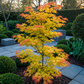 Japanischer Ahorn - Acer palmatum Orange Dream - Orange - 2 Pflanzen - Laubabwerfend - Topf 19cm Höhe 70cm