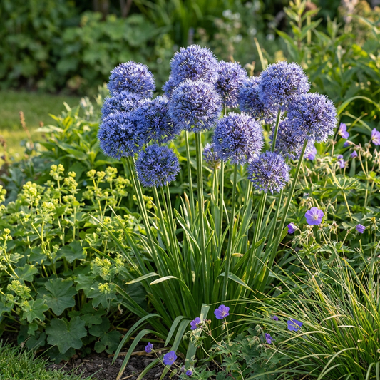80x Allium Caeruleum - Blue globe onion - Blue - Summer bloomer
