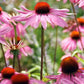 Purpur-Sonnenhut - 48x Echinacea p. 'Magnus' - ↕10-25cm - Ø9cm