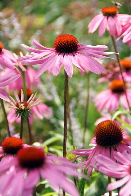 Purpur-Sonnenhut - 48x Echinacea p. 'Magnus' - ↕10-25cm - Ø9cm