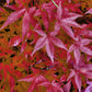 Japanischer Ahorn - Acer palmatum Pink Dwarf - Rosa - 1 Pflanze - Laubabwerfend - Topf 19cm Höhe 70cm