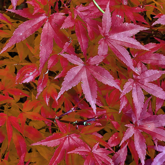 Japanischer Ahorn - Acer palmatum Pink Dwarf - Rosa - 1 Pflanze - Laubabwerfend - Topf 19cm Höhe 70cm