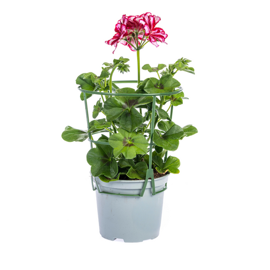 Geranien (Pelargonium peltatum) Mexica Ruby Ø12 cm - ↕20 cm, 8 Pflanzen