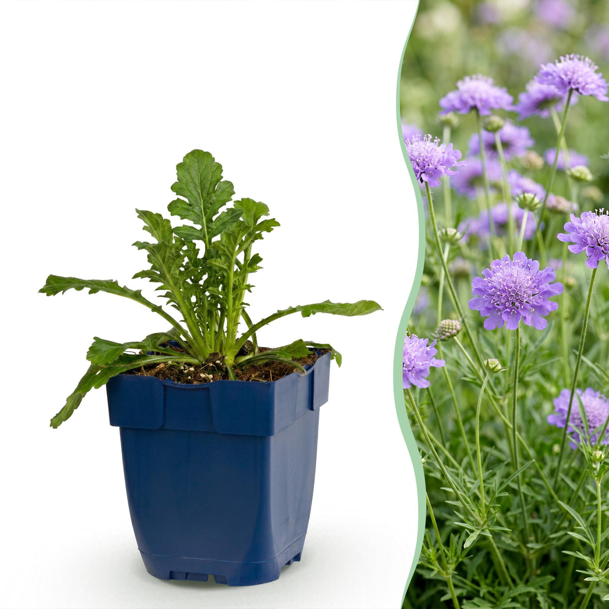 Scabiosa col. Butterfly Blue - Pincushion Flower - Attracts Bees and Butterflies - Purple - 3 Plants - Pot 11cm - Height 15-25cm
