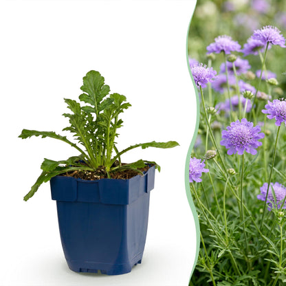 Scabiosa col. Butterfly Blue - Pincushion Flower - Attracts Bees and Butterflies - Purple - 3 Plants - Pot 11cm - Height 15-25cm