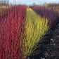 Cornus alba Tricolour - Kombination aus Roten, Grünen und Lila Zweigen - 3 Pflanzen - Topf 17cm Höhe 45cm