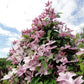 Kletterpflanze - Clematis Hagley Hybrid - Blüte Rosa - Wenig Pflege - 2 Pflanzen - Topf 11cm Höhe 40cm