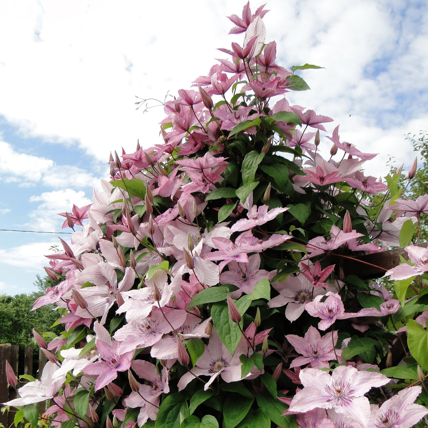 Kletterpflanze - Clematis Hagley Hybrid - Blüte Rosa - Wenig Pflege - 2 Pflanzen - Topf 11cm Höhe 40cm
