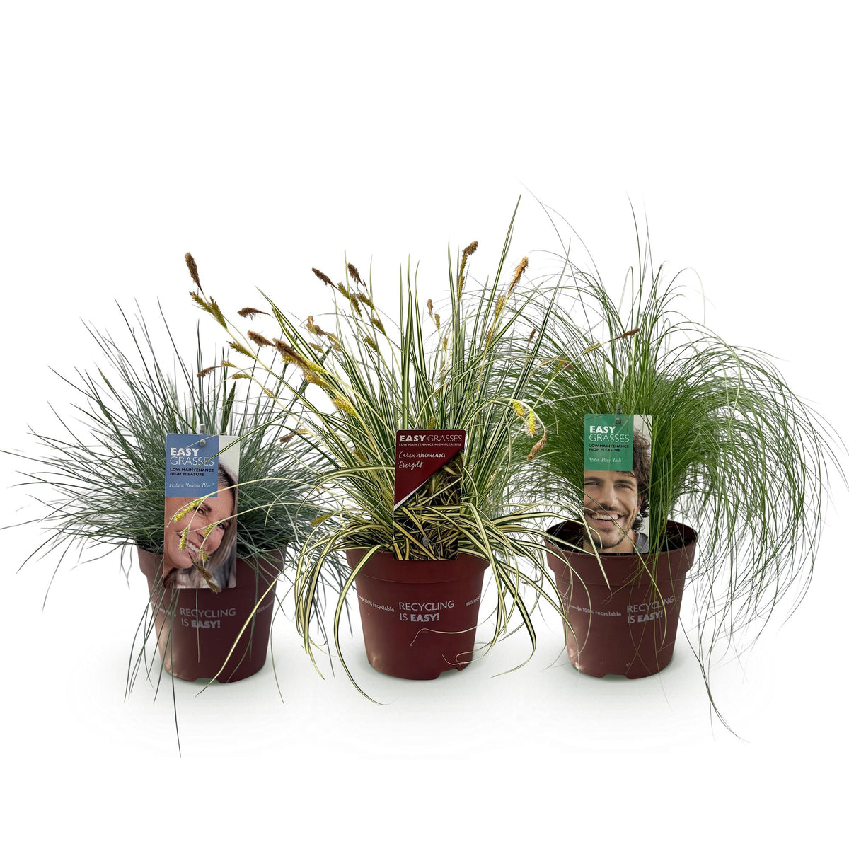 Ziergräser - 3 Pflanzen - Blau - Gelb - Grün - Immergrün - Winterhart - Topf 17cm Höhe 50cm