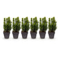 Heckenpflanzen - Buxus sempervirens - Blatt grün - 6 Pflanzen - 1 laufender Meter - immergrün - Topf 17cm Höhe 45cm