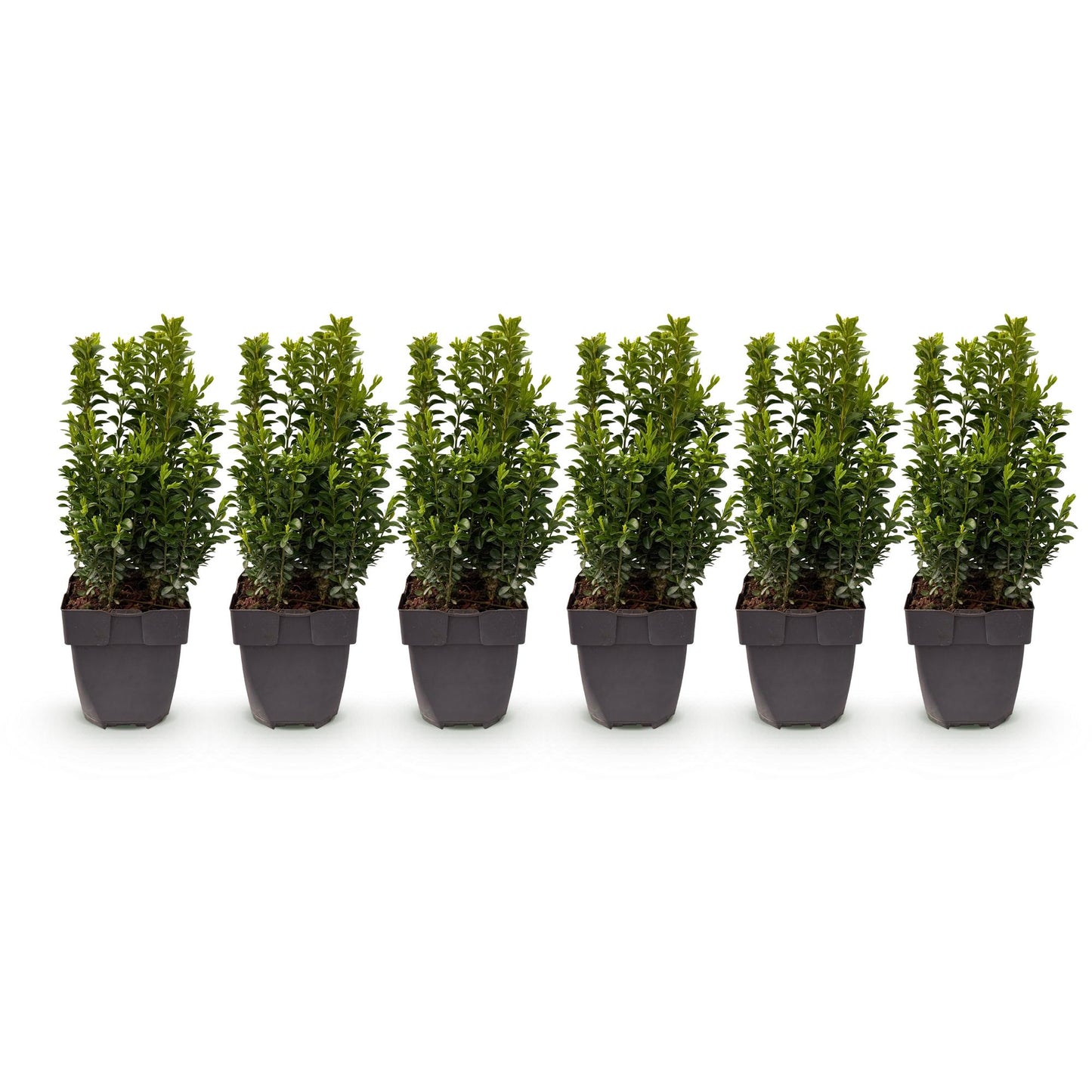 Heckenpflanzen - Buxus sempervirens - Blatt grün - 6 Pflanzen - 1 laufender Meter - immergrün - Topf 17cm Höhe 45cm