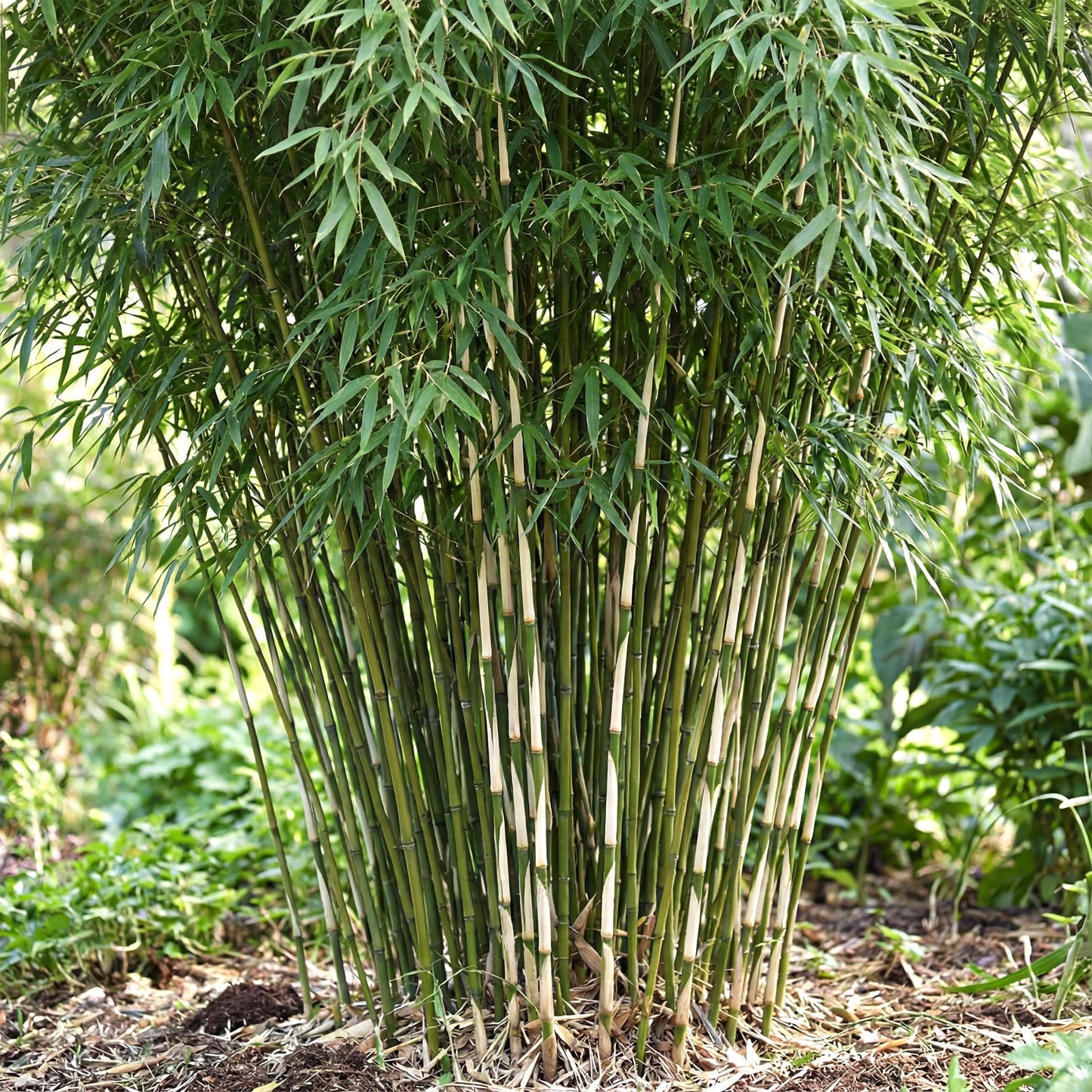 Gräser - Fargesia robusta Pingwu - Bambus - Wuchsform: Nicht Ausläuferbildend - Grün - 2 Pflanzen - Topf 23 cm - Höhe 80 cm