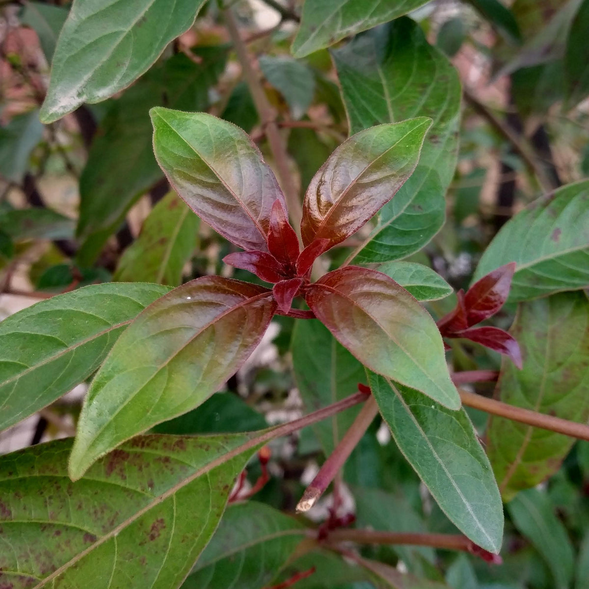 Cornus alba Kesselringii - Violette Zweige - 1 Pflanze - Topf 17cm Höhe 45cm