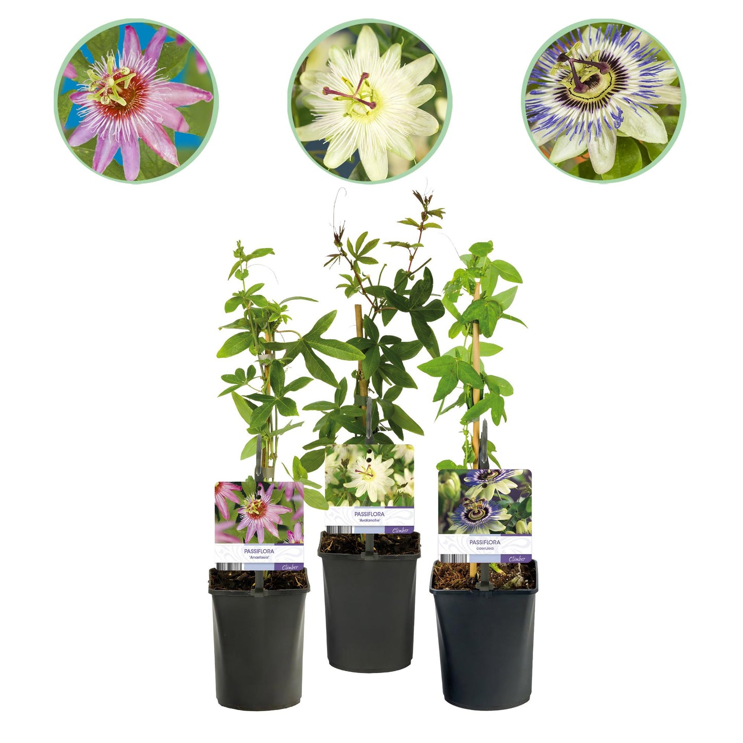 Passionsblume - Passiflora Tricolour - Blüte Rosa Weiß Lila - Wenig Pflege - 3 Pflanzen - Topf 11cm Höhe 40cm