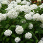 Rispenhortensie - Hydrangea arborescens Annabelle - Blüte Weiß - 3 Pflanzen - 1 m2 - Laubabwerfend - Große Blüten - Topf 17cm Höhe 50cm