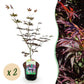 Japanischer Ahorn - Acer palmatum Trompenburg - Dunkel Lila - 2 Pflanzen - Laubabwerfend - Topf 19cm Höhe 70cm