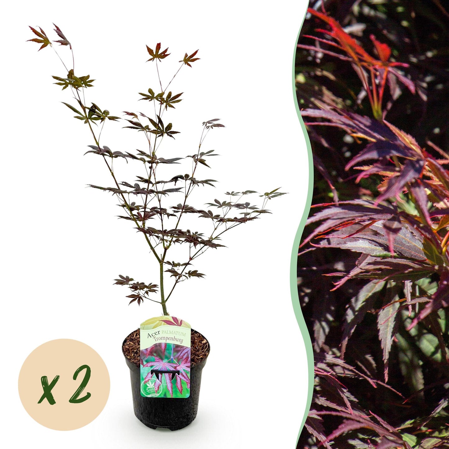 Japanischer Ahorn - Acer palmatum Trompenburg - Dunkel Lila - 2 Pflanzen - Laubabwerfend - Topf 19cm Höhe 70cm