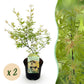 Japanischer Ahorn - Acer palmatum Methamorphosa - Grün - 2 Pflanzen - Laubabwerfend - Topf 19cm Höhe 70cm