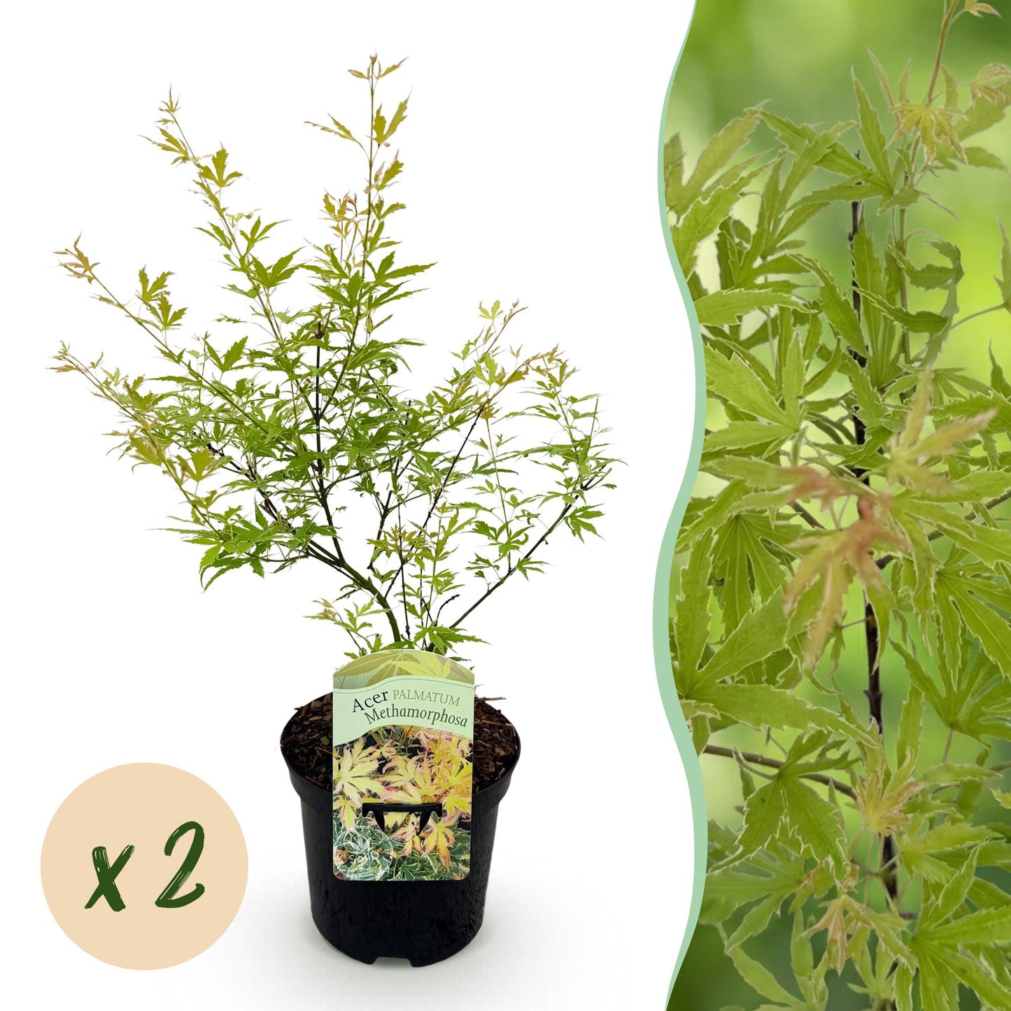 Japanischer Ahorn - Acer palmatum Methamorphosa - Grün - 2 Pflanzen - Laubabwerfend - Topf 19cm Höhe 70cm