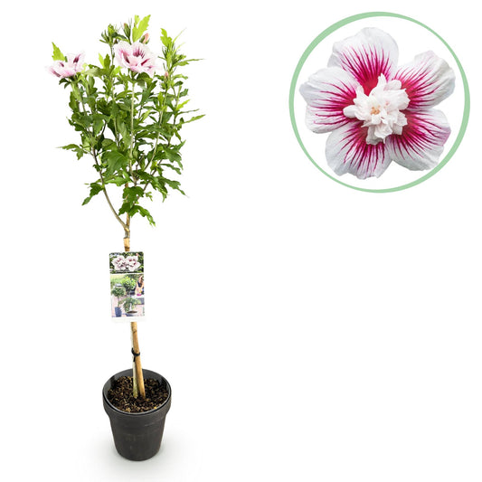 Hibiscus syriacus Starburst Chiffon® - Stamm-Pflanze - Terrassenpflanze - Laubabwerfend - Wenig Pflege - Topf 19cm Höhe 90cm