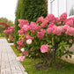 Rispenhortensie - Hydrangea panniculata Vanille Fraise - Blüte Weiß Rosa - 1 Pflanze - Laubabwerfend - Große Blumen - Topf 17cm Höhe 50cm
