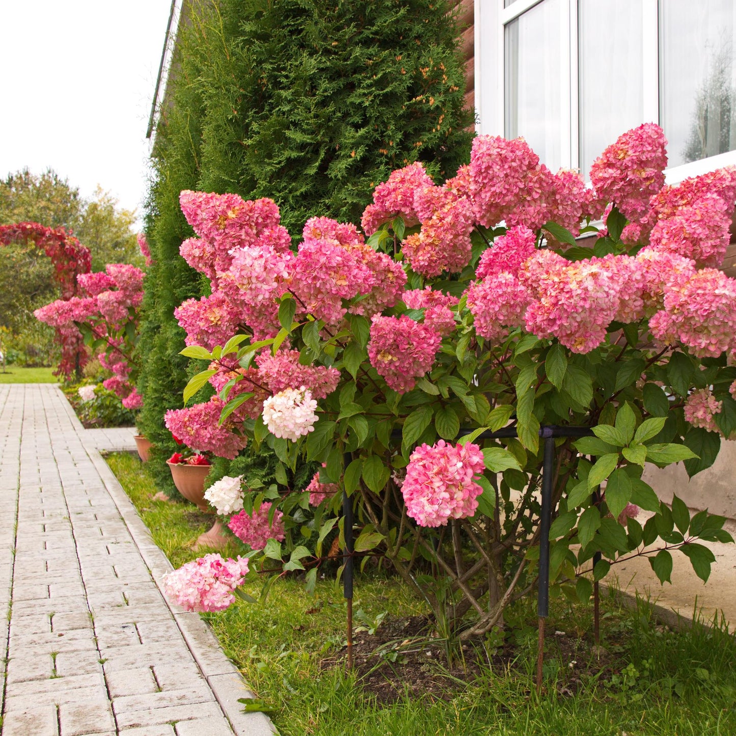 Rispenhortensie - Hydrangea panniculata Vanille Fraise - Blüte Weiß Rosa - 1 Pflanze - Laubabwerfend - Große Blumen - Topf 17cm Höhe 50cm