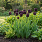 24x Tulipa Triumph Black - Triumph tulip - Dark Purple - Spring bloomer