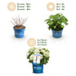 Hydrangea Endless Summer The Bride - Hortensie - Winterhart - Weiß - 1 Pflanze - Topf 14cm - Höhe 20-25cm