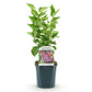 Syringa vulgaris Michel Buchner - Common Lilac -  Pink - 1 Pflanze - Topf 17cm - Höhe 45cm